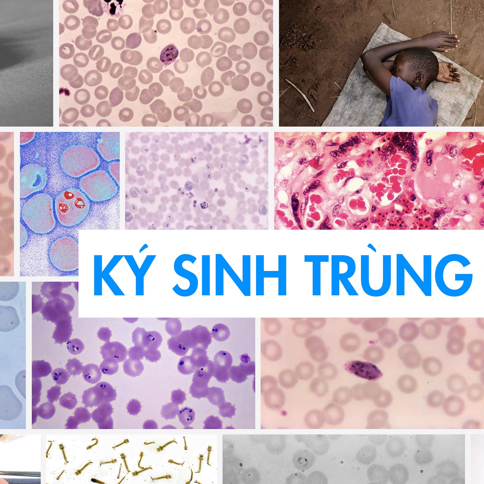 Course Image KÝ SINH TRÙNG