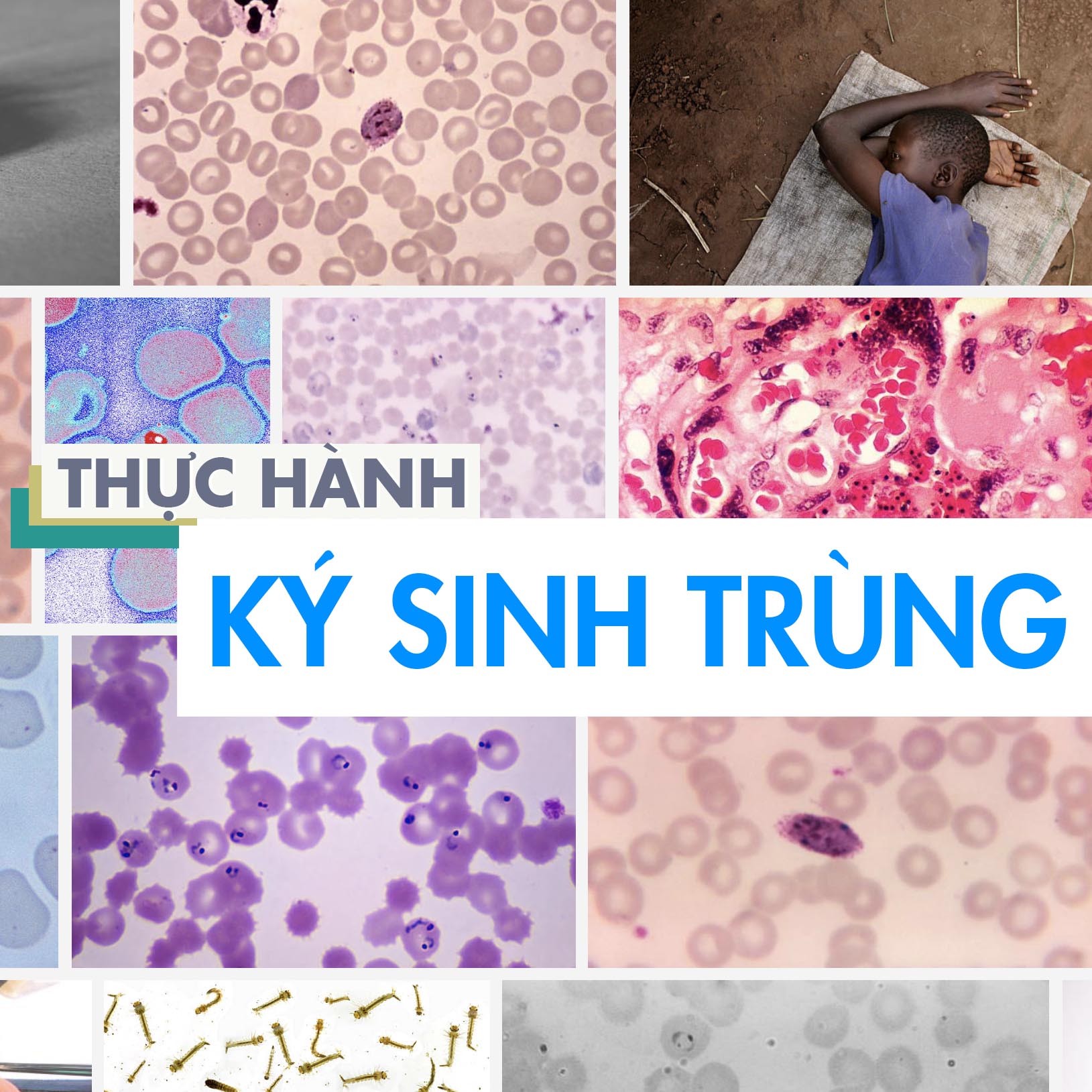 Course Image THỰC HÀNH KÝ SINH TRÙNG