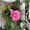 Hình của Hien Huynh Huu Thuc